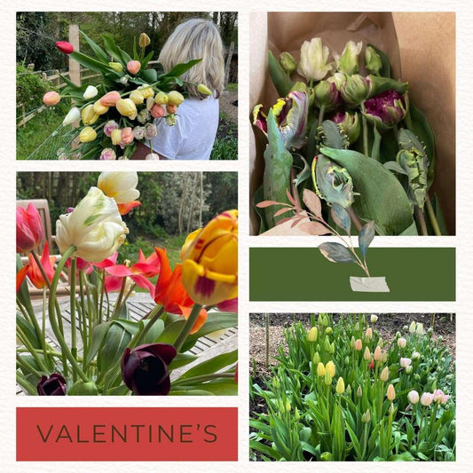 Valentine's Blooms with a Conscience: The Case for British-Grown Tulips - Carobeth Flowers