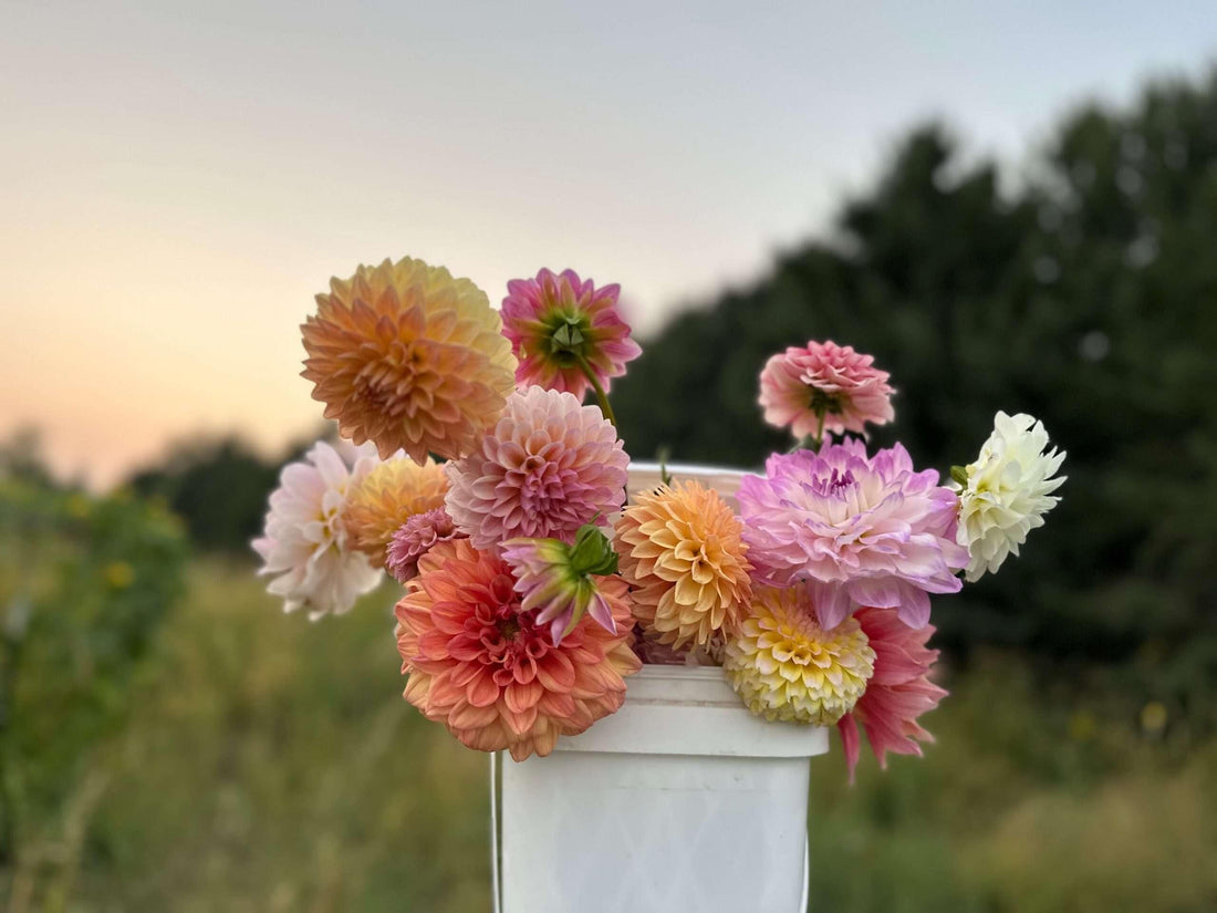 The Changing Seasons on our Devon Flower Farm: Welcoming Autumn's Bounty - Carobeth Flowers