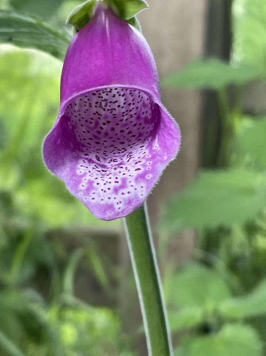 5 spring bi-annuals and how to use them in flower arrangements - Carobeth Flowers